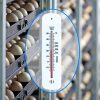 Plastic brooder thermometer